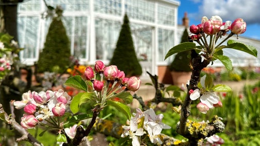 Blossom in the walled kitchen garden